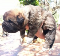 /album/cachorros/a20130504-123739-trocha-del-durillo-1-jpg/